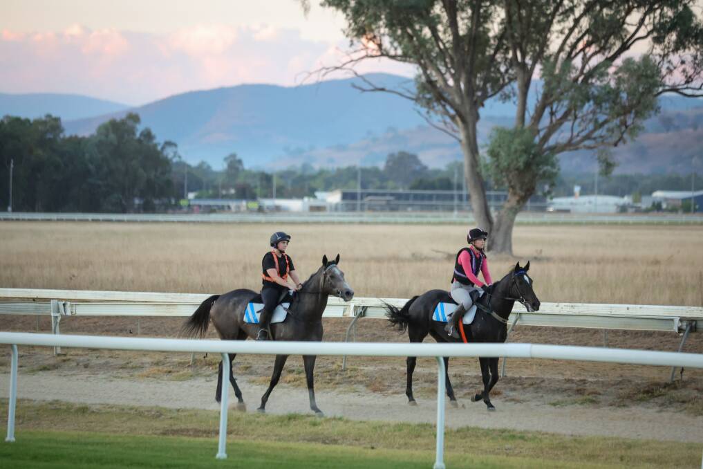Some of the local gallopers during trackwork at Albury racecourse on Tuesday morning. Picture by James Wiltshire