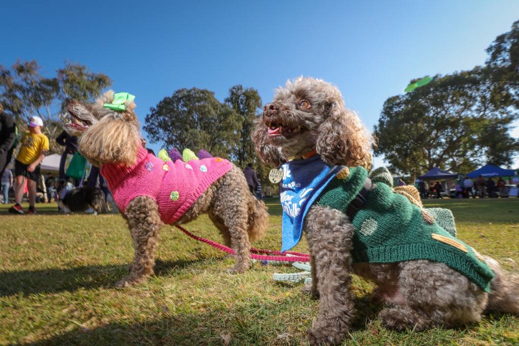 Miniature poodles Nala and Aflie, owned by Wodonga's Rochelle Clegg, could have been mistaken for dinosaurs at the 30th anniversary of RSPCA Albury's Million Paws Walk at Hovell Tree Park on Sunday, May 26. Picture by James Wiltshire