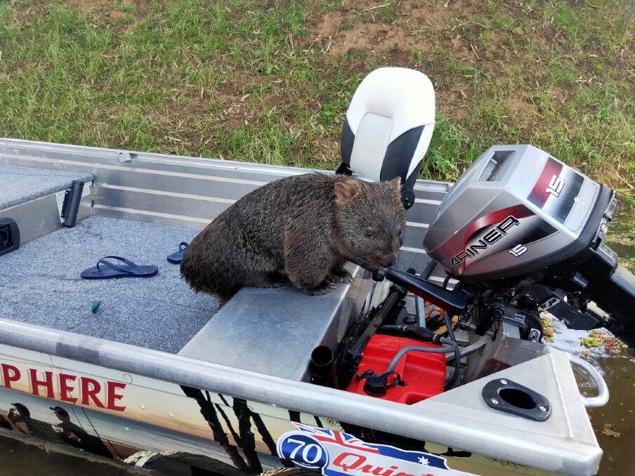 The wombat climbed into a boat which came to its aid after it was clinging for life on a fallen tree in floodwaters. 