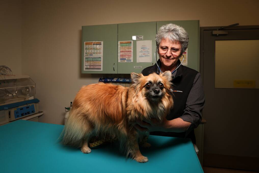 Family Vet Centre practice manager Dr Mara King, with Perry, knows there's no simple solution in addressing a lack of qualified staff across Border clinics, but started a program to support graduates. Picture by James Wiltshire