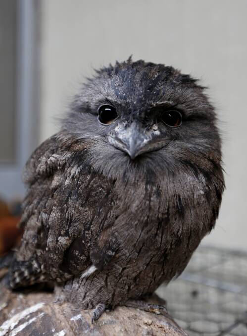 Tawny frogmouth. Picture by MARK JESSER