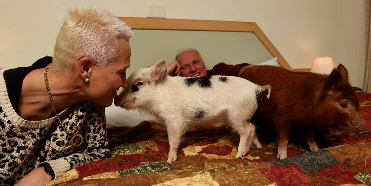 HAPPY AS A PIG IN MUD: Holbrook Settlers Motel owners Danielle and Glenn Liddell with the miniature piglets they have for sale. They have only two of a litter of eight left for sale. Picture: MARK JESSER