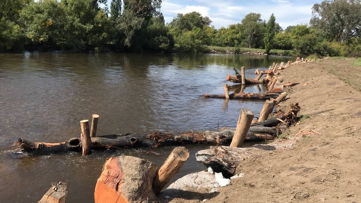 Trees felled after fires used in river restoration