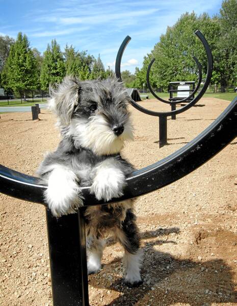 Jed the miniature schnauzer in the Belvoir dog park soon after it opened in 2010.