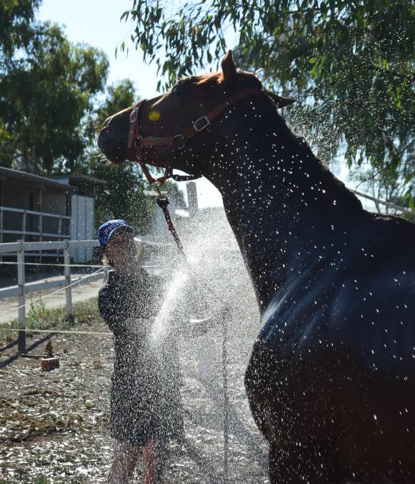 COOL OFF: Albury trainer Amanda Turnbull gives I'm Peter a cooling bath under Friday's hot sun. Stablemate La Superba will run in the first race, the maiden handicap (1000m) at Albury today. Picture: CHRIS YOUNG
