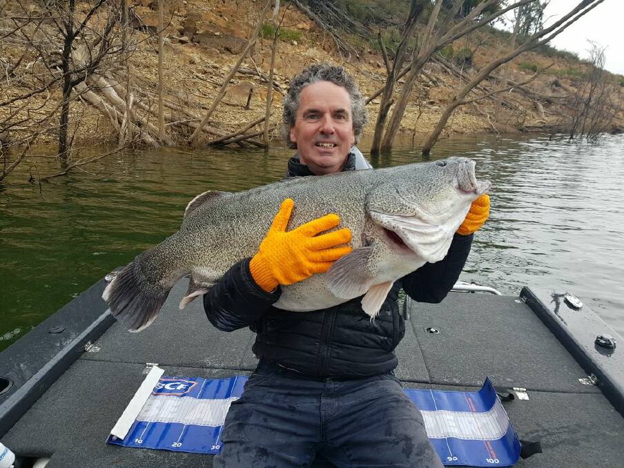 MEtRE: Albury Wodonga Sportsfishing Club angler Andrew Seymour was rapt after landing a nice old Murray cod while casting from the boat at Lake Eildon recently. the fish measured in at a healthy 104cm. Picture: Supplied