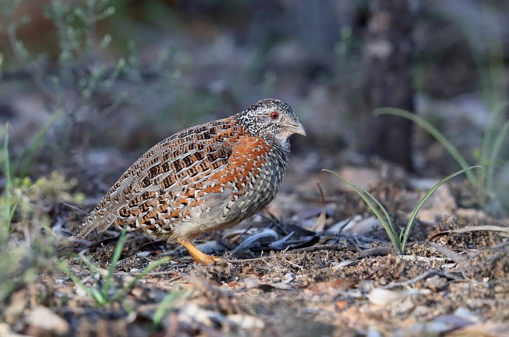 Camouflaged and secretive - a female painted button quail. Picture by Chris Tzaros (Birds Bush and Beyond)
