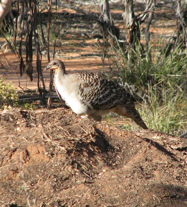 NESTING: The malleefowl inhabits Australia's semi-arid scrublands. Picture: SUPPLIED