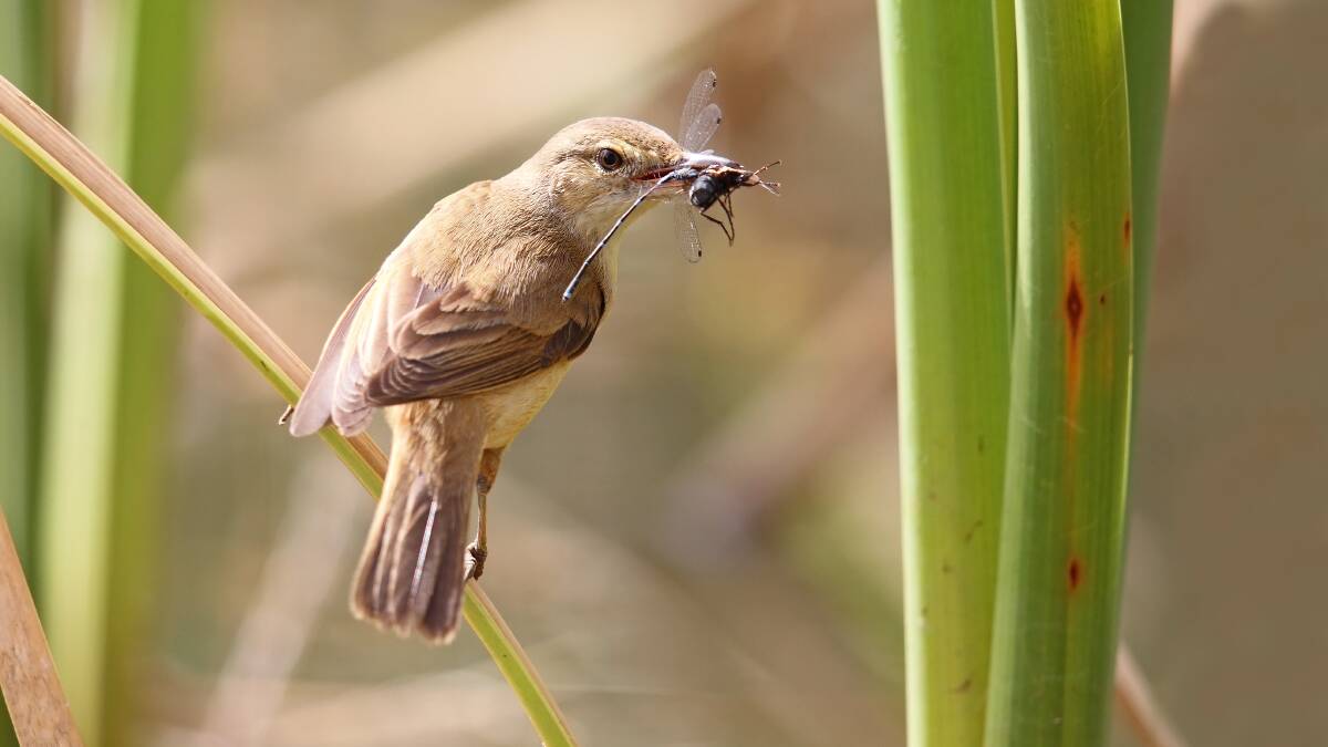 An Australian reed warbler with a feed for its brood. Picture by Chris Tzaros (Birds Bush and Beyond)