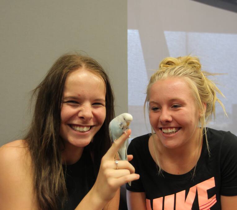 FREE BIRD: Grace and Ruby Pattenden, 15, from Yackandandah with three-month-old budgie Alvin. Picture: PETER DE KRUIJFF