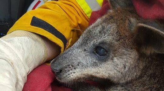 LUCKY ESCAPE: Wildlife Victoria is encouraging people to be aware of injured animals, like the Indigo Valley Wallaby, and report them. Picture: Sean Farrar