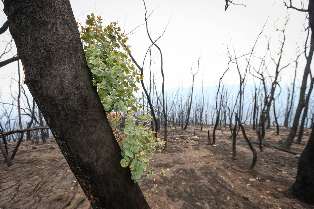 GREENERY: Burnt trees are showing signs of new life just a month after the fire destroyed everything.
