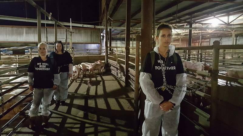 TRESPASSERS: Animal activists chained themselves inside the Benalla abattoir in 2018.