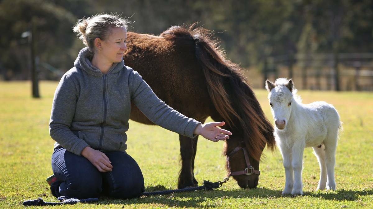 Renee Krischer believes the foal may be one of the smallest healthy miniature horses in Australia.
