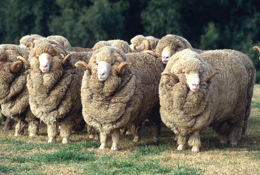 DISEASE: Ovine brucellosis is a bacterial disease characterised by infertility in rams.