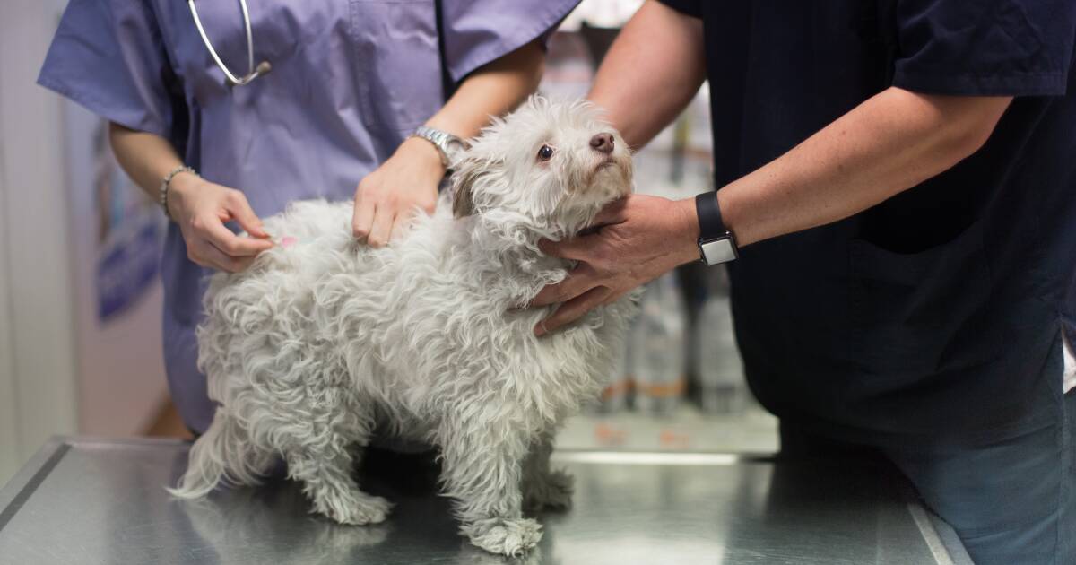 New strain of Canine Parvovirus detected in Australia The Border Mail