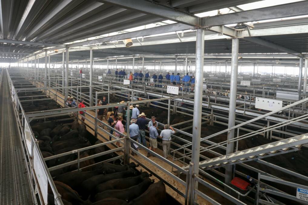SALES RETURN: Wodonga livestock agent Michael Unthank believes this week's weaner prices will look cheap in a few months. Picture: TARA TREWHELLA