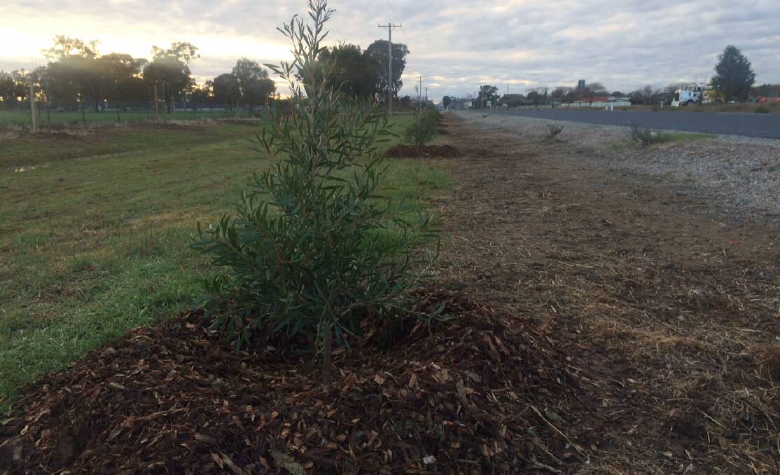 Newly planted: An avenue of callistemons is now at the western entrance to Culcairn, replacing red flowering gums lost to severe frost last year.