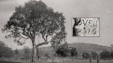 The Hovell Tree circa 1900. Inset: William Hovells inscription before it was
destroyed by the growth of the tree. Picture supplied
