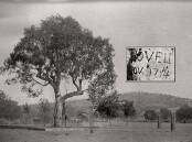 The Hovell Tree circa 1900. Inset: William Hovells inscription before it was
destroyed by the growth of the tree. Picture supplied