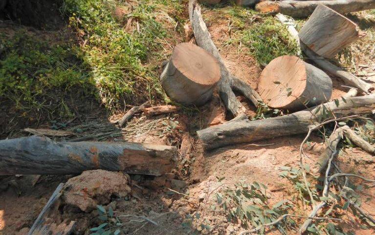 Authorised officers also caught the man chopping up a freshly felled dead tree into firewood rounds. Picture supplied