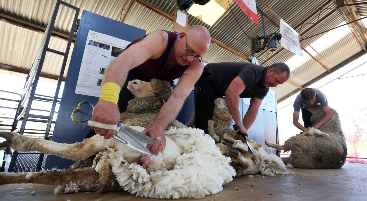 PRESERVING SKILLS: Peter Artridge, of Mullengandra, joins other shearers in a blade shearing display during last year's Culcairn Show.