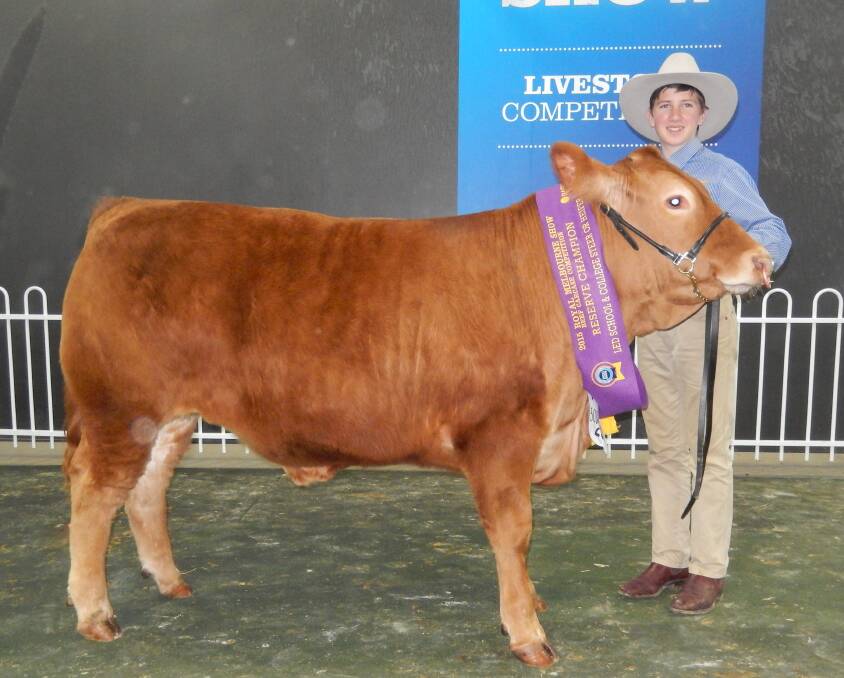 WINNING STEER: Limoges Kanga with the reserve champion ribbon at the Royal Melbourne Show, being paraded by St Paul's College year 8 student Will Kosch.
