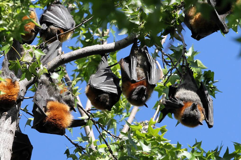 A colony of 200 grey-headed fruit bats has made Albury Botanic Gardens its home. Picture: MARK JESSER