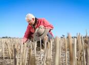 Rand farmer Roy Hamilton says it's too early to ring the alarm bells, but the Border must get rain before the end of June to ensure a good yield. File image