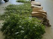 The marijuana found growing at Michael Ling's Tallangatta home in March. Picture supplied
